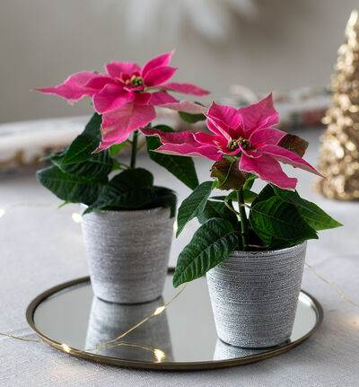 Glitter blomsterpotte konisk sølv 7 cm Glitter blomsterpotte konisk sølv 7 cm